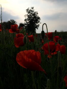 Bloom flower red poppy