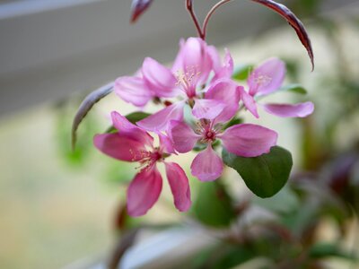 Hawthorn flower Free photos
