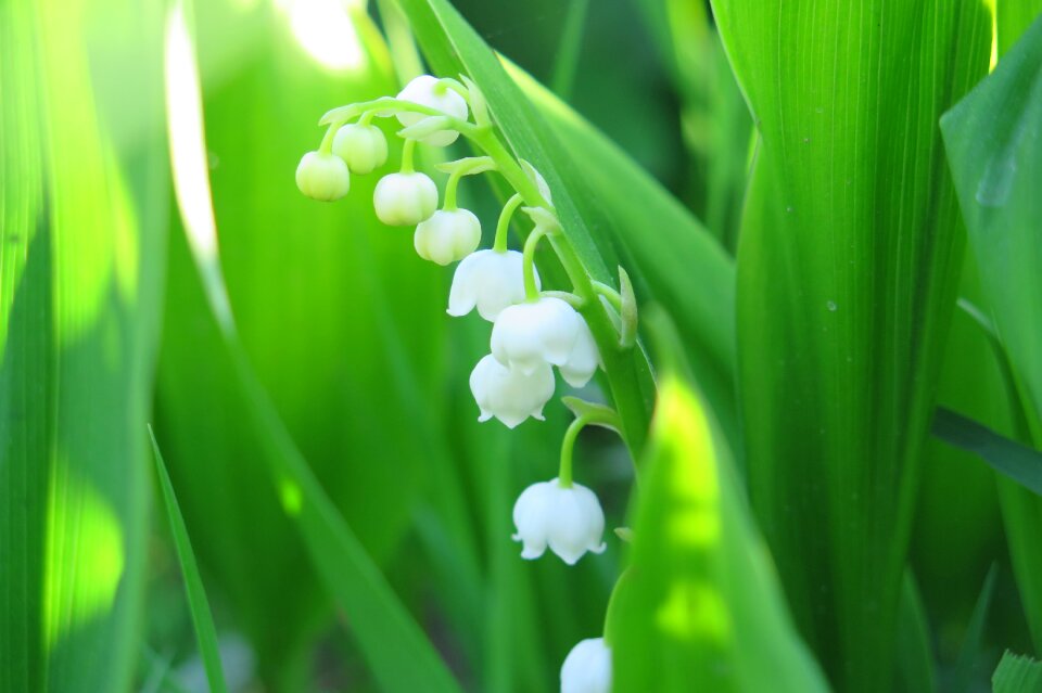 Lily of the valley flowers Free photos