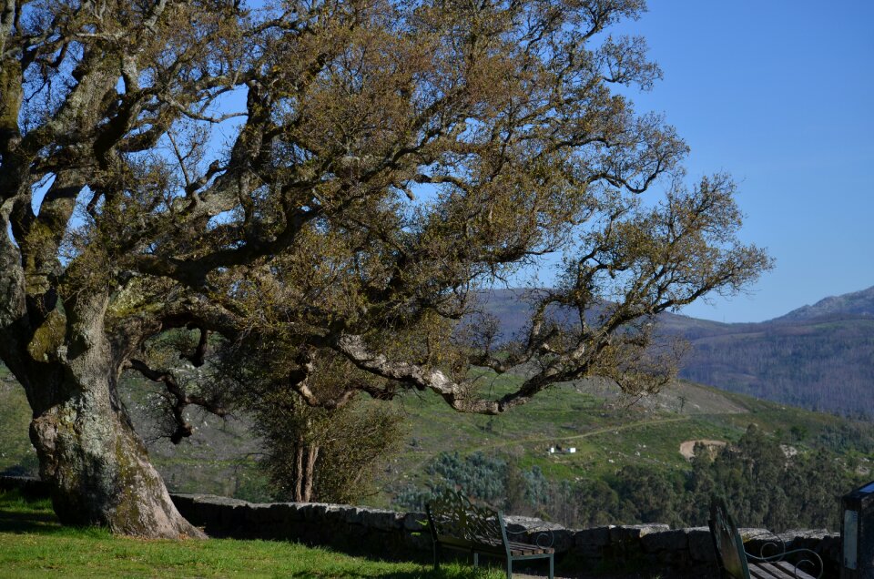 Galicia dacova nature