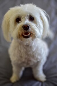 Animal pet breed