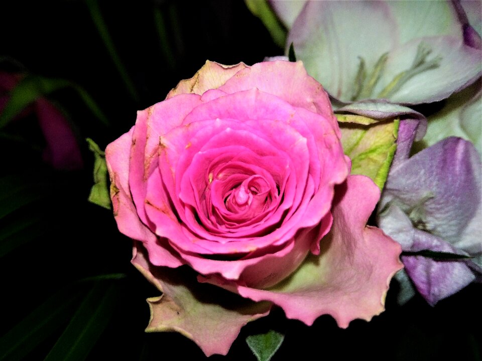 Rose roses pink rose