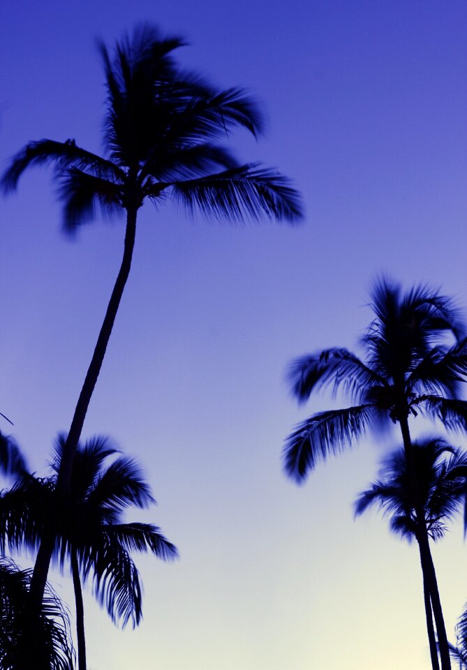 Palm trees evening Free photos