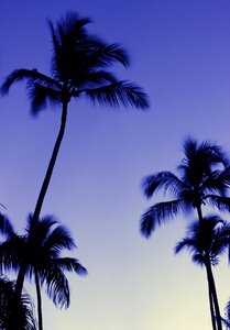 Palm trees evening Free photos