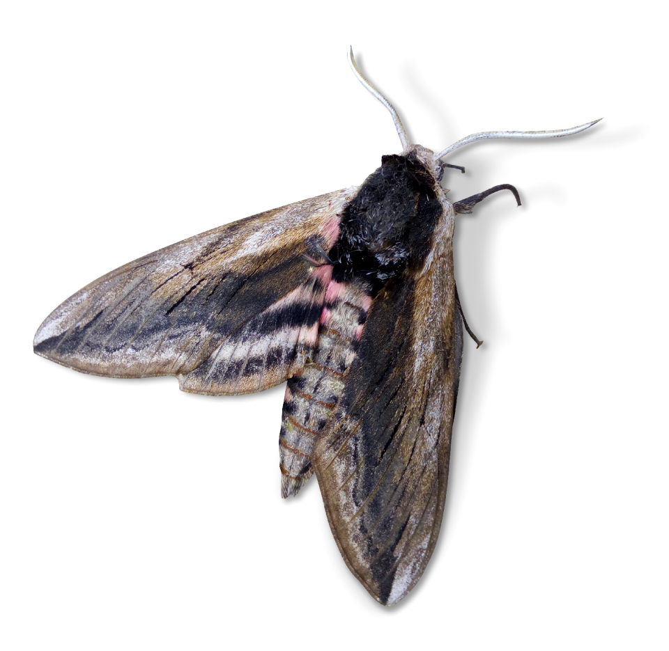 Agrius convolvuli sphinx of the field bindweed borinot of them corretjoles