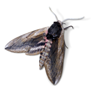 Agrius convolvuli sphinx of the field bindweed borinot of them corretjoles