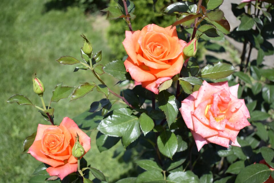Three roses two orange and one pink on the green background photo