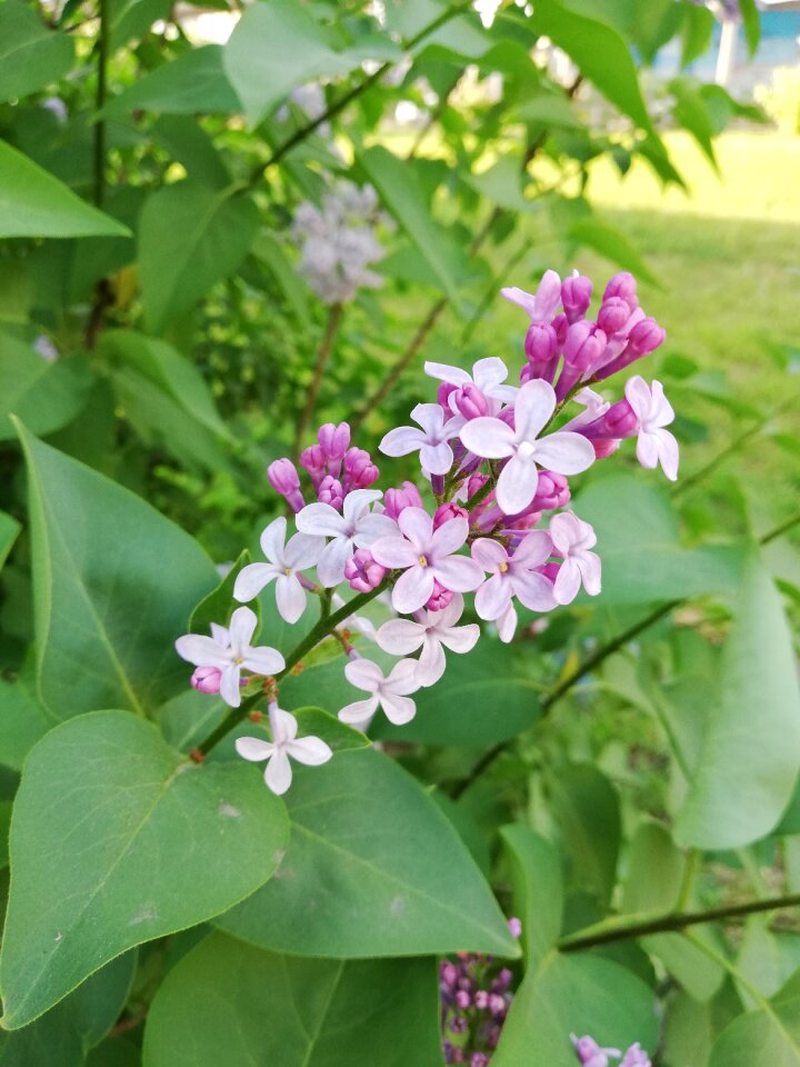Violet flowers may