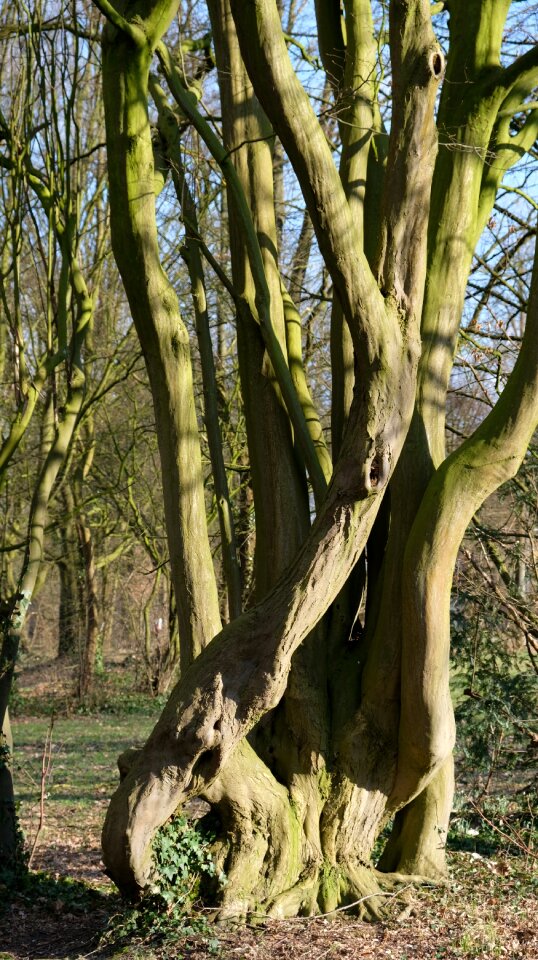 Tree tree roots Free photos