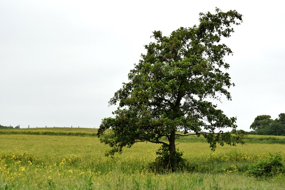 Landscape tree spring