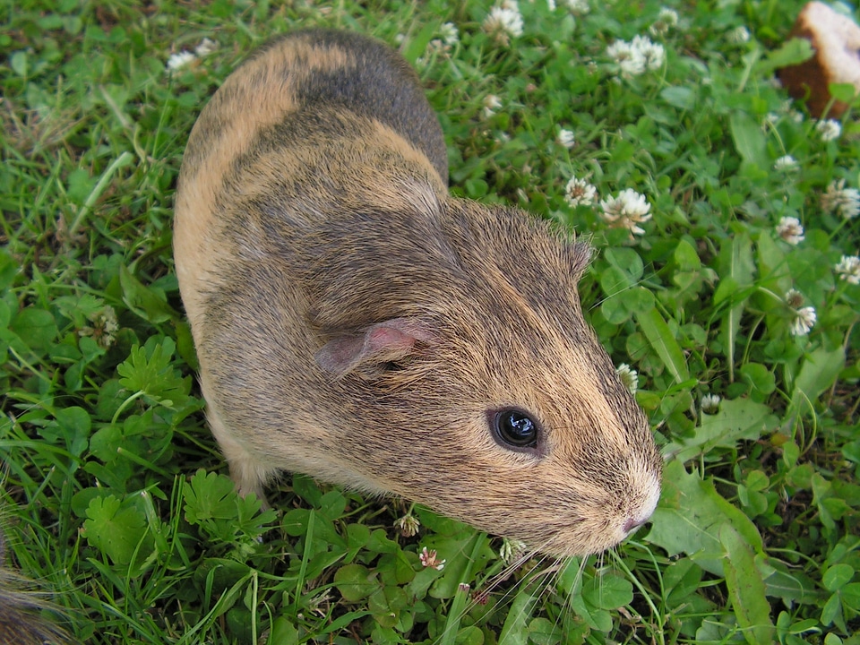Female mammal grass