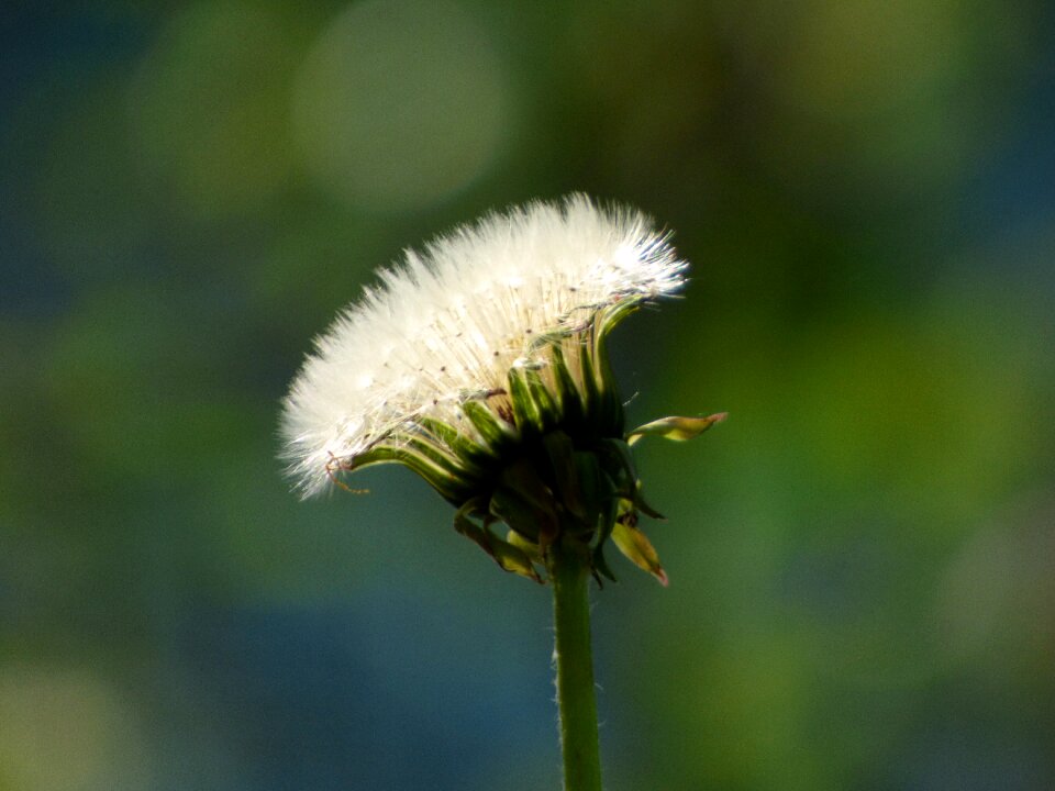 Plant dandelion spring flowers
