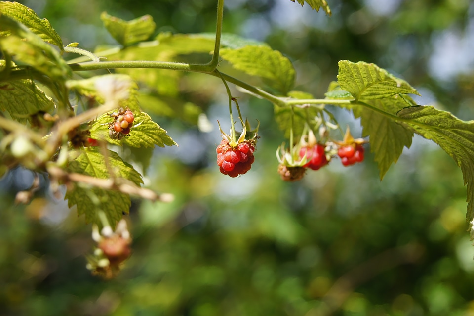 Red berry fruit