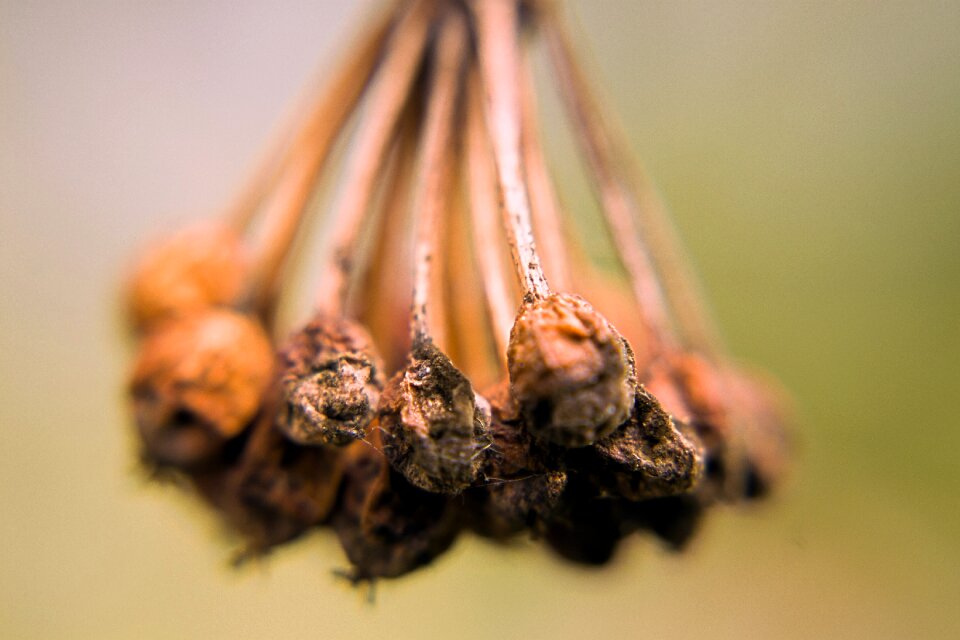 Garden plant macro