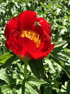 Blossom floral spring