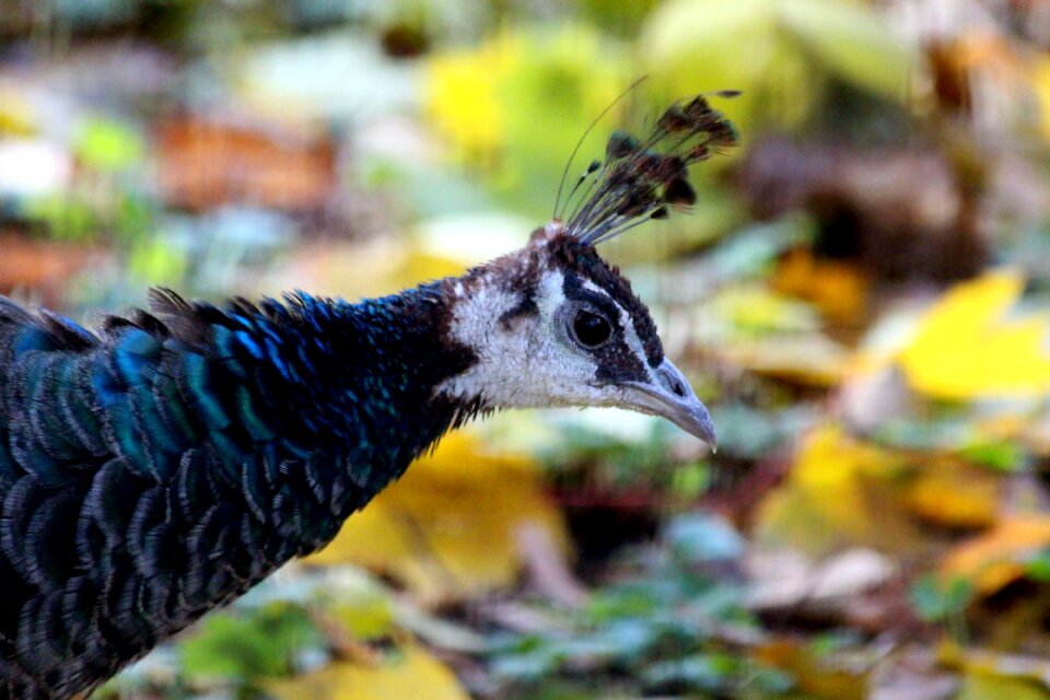 Feathered race nature autumn