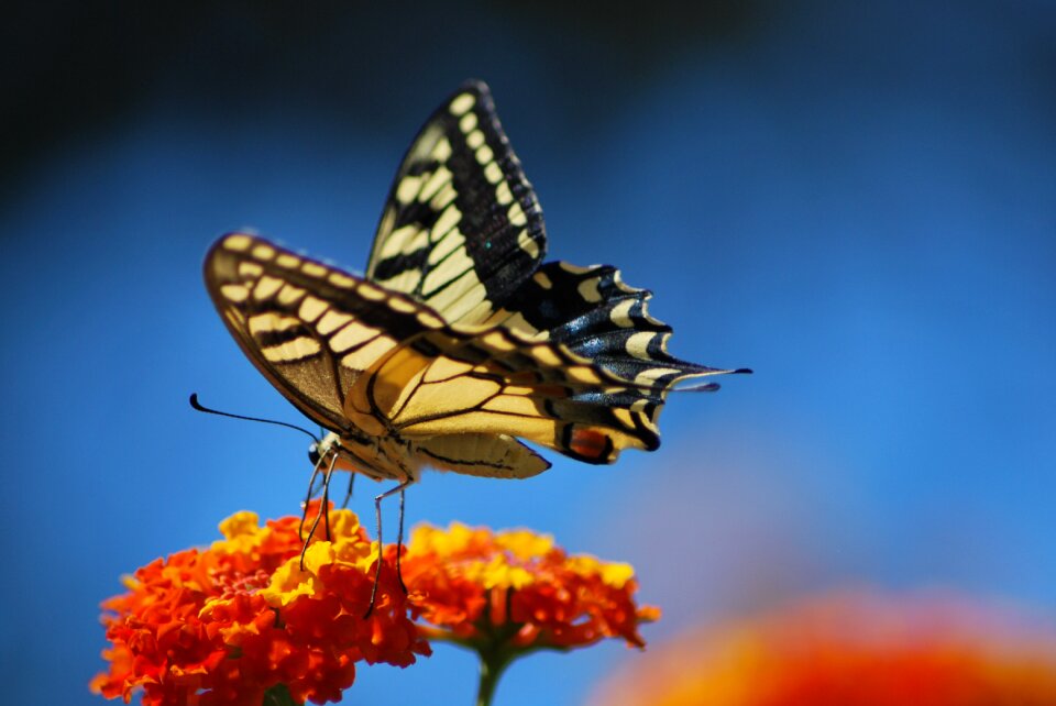 Butterfly nature Free photos