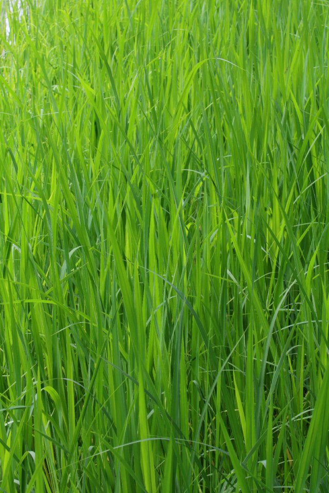 Nature plants riverside