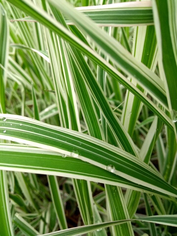Mess leaf nature