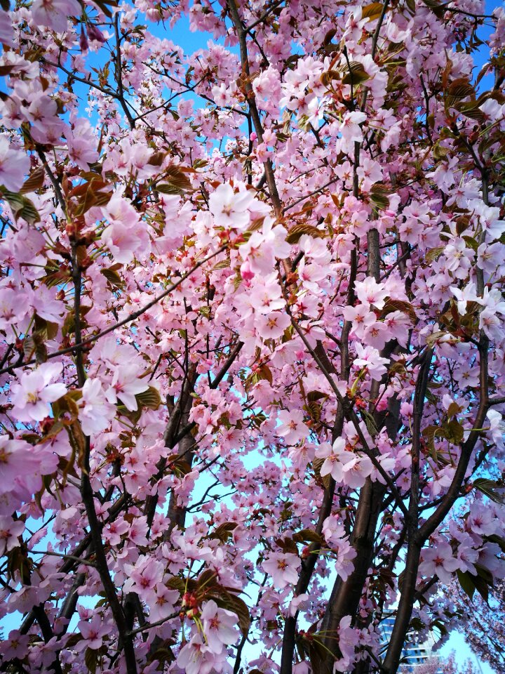 Spring beautiful tree