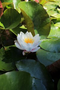 Plant flora vitória régia
