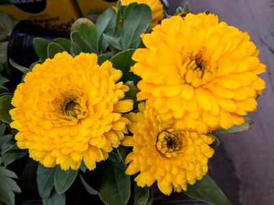 Yellow chrysanthemum nursery photo