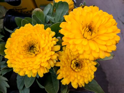 Yellow chrysanthemum nursery