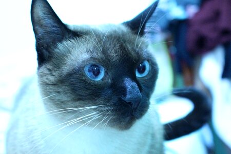 Siamese feline look pet animal photo