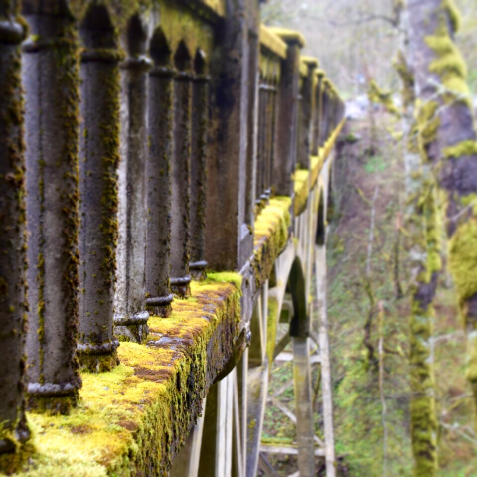 Moss oregon