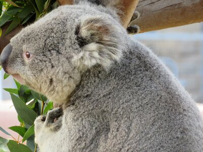 San diego zoo marsupial