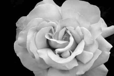 Rose white flower