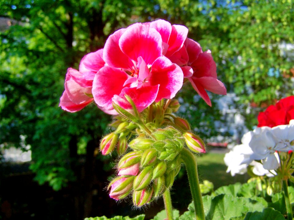 Geranium two-faced flower Free photos