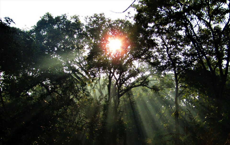 Foliage sunlight nature