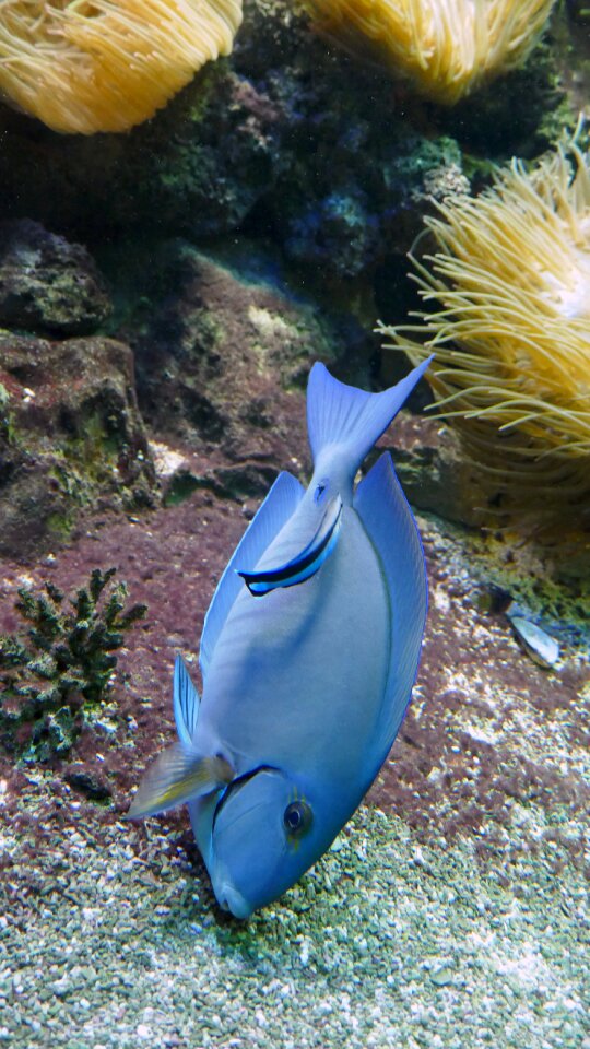 Underwater nature sea photo