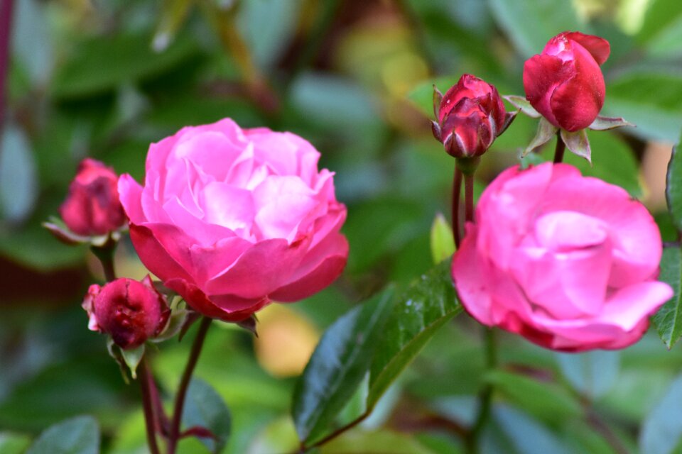 Petal bloom floral
