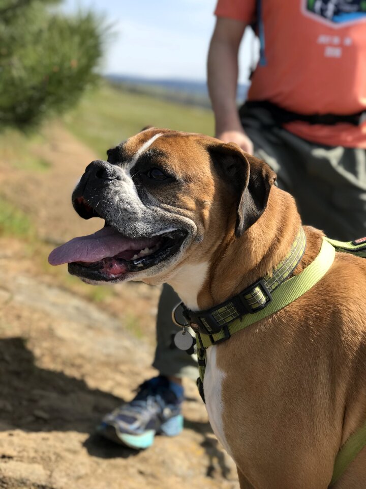 Companion doggy animal