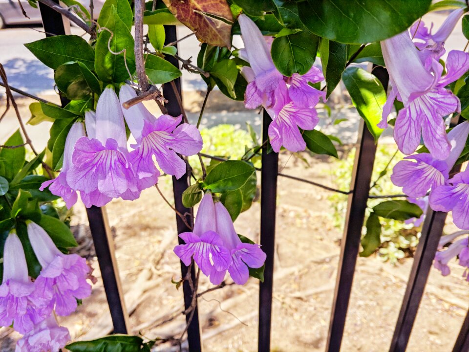 Purple flowers natural Free photos