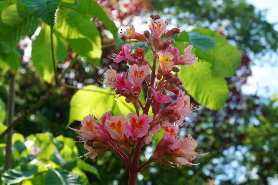 Blossom bloom pink