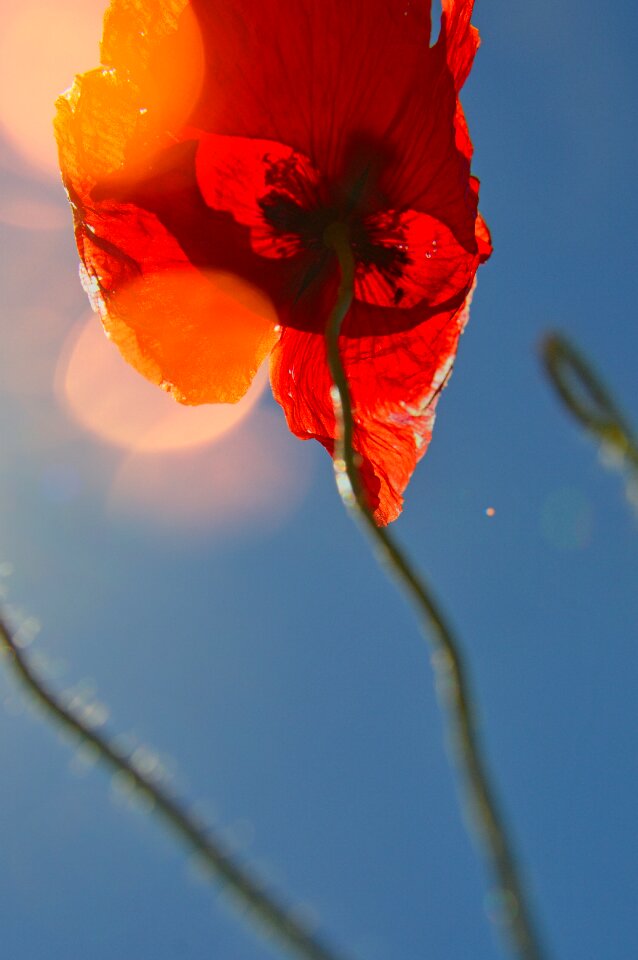 Red poppy meadow flower field photo