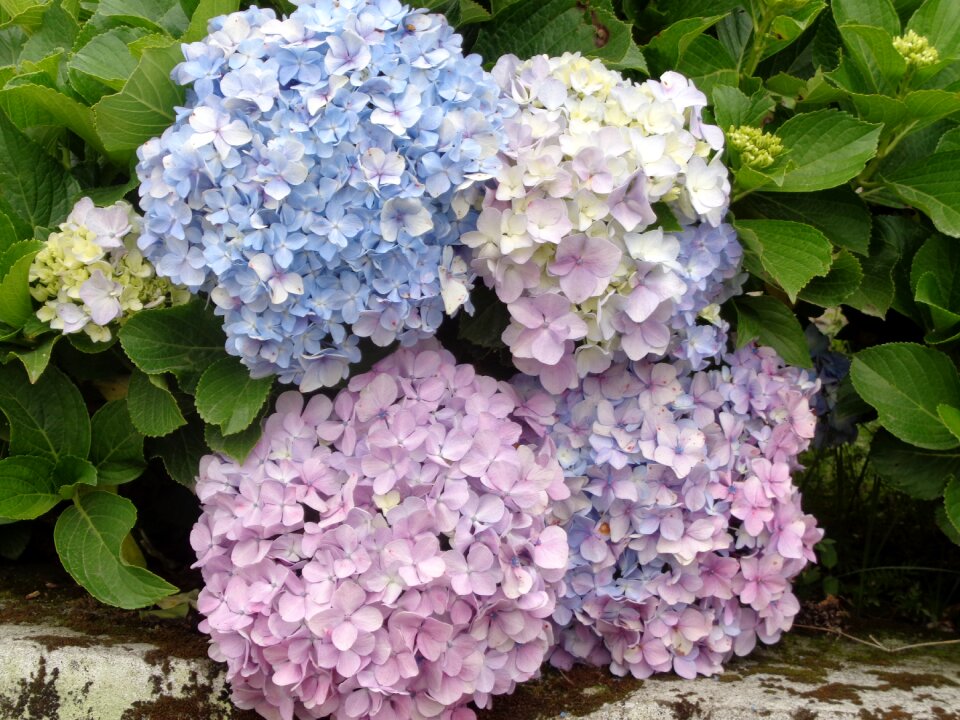Flowers pics flower images
