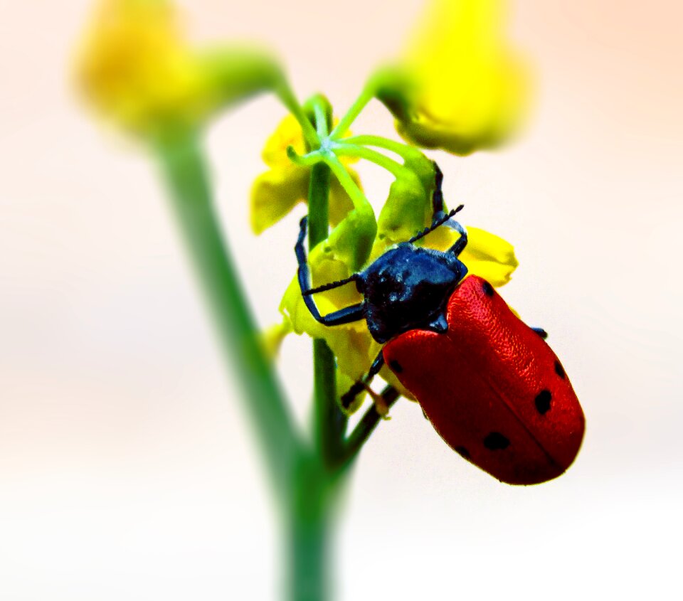 Flying small nature