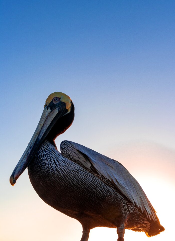 Sunset pelican florida