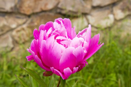 Garden flower nature