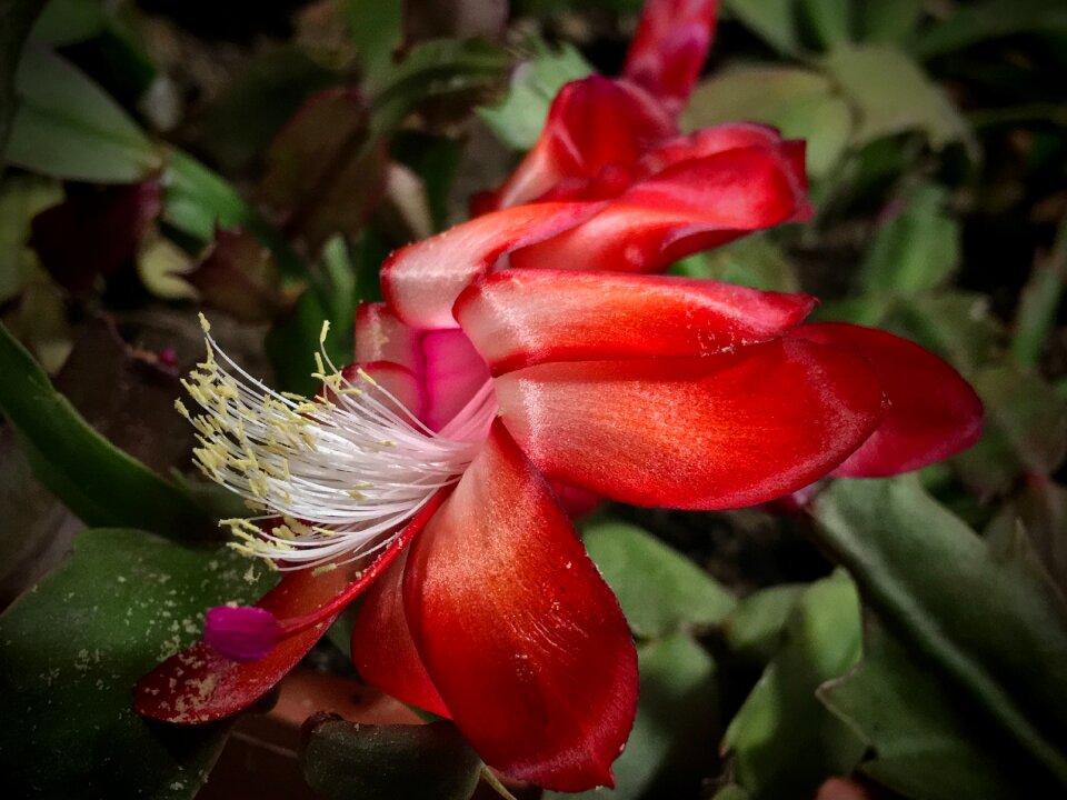 Nature red petals photo