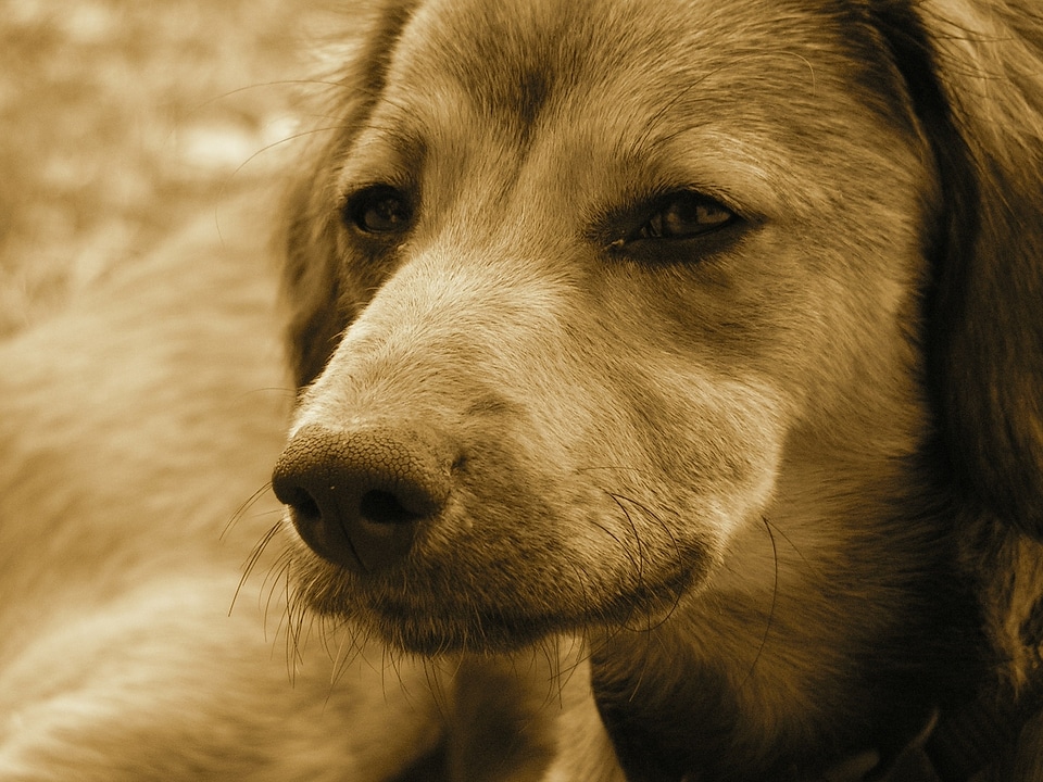 Snout portrait brown