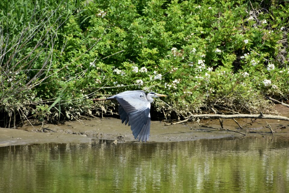 Green waterside bird