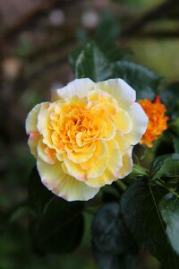 Rosebush yellow rose yellow flower