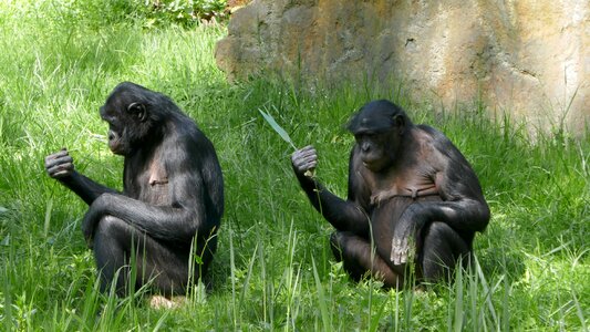 Play threatened primates