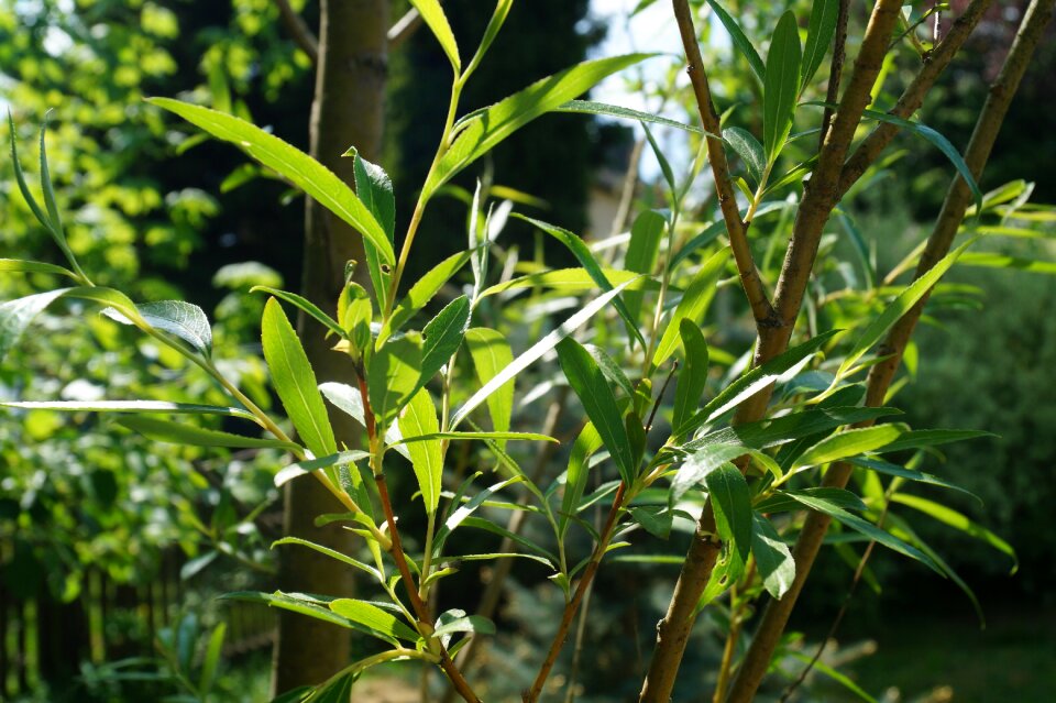 Leaves pasture green