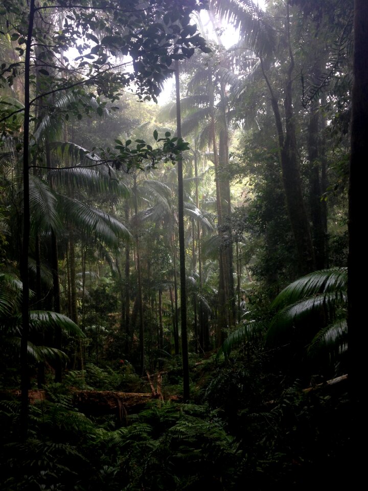 Tropical outdoor green